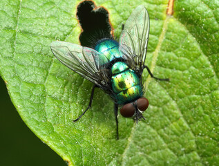 green fly on a leaf