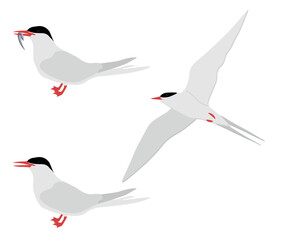 Set of Arctic tern bird. Sterna paradisaea isolated on white background. Seabird is flying, standing and eating fish. Vector illustration. - obrazy, fototapety, plakaty