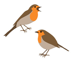 Set of European robin redbreast. Erithacus rubecula isolated on white background. Bird is standing and singing. Vector illustration.