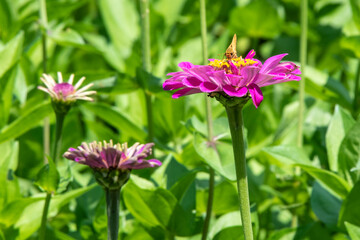 Zinnia with Resting Skipper