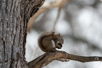 American red Squirrel perched on a branch holding a nut