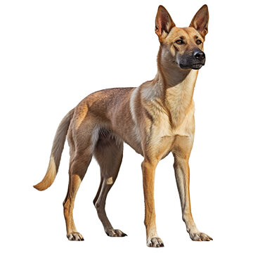Dingo dog isolated