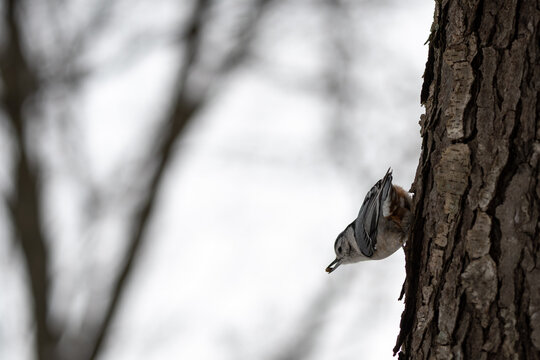 Female white breasted nuthatch climbing on trunk of a tree while holding a seed