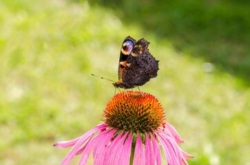 Butterfly sits on a flower in a summer.