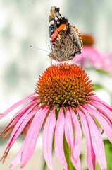 Aglais butterfly on an Echinacea flower.