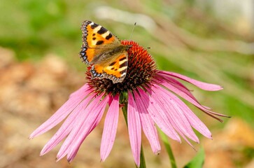 Butterfly pollinates a flower in a summer.