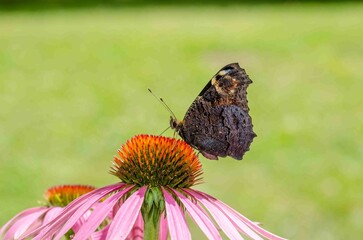 Butterfly pollinates a flower in a summer.