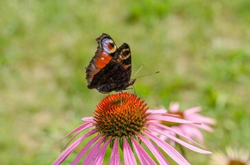 Fototapeta na wymiar Butterfly pollinates echinacea flower.