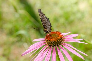 Aglais butterfly on an Echinacea flower.