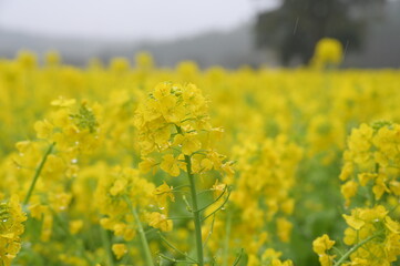 春の香りに包まれて