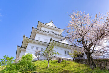 神奈川県小田原市　小田原城と桜の風景