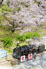 神奈川県小田原市　小田原城こども遊園地のSLと桜の風景