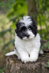 Biawer Yorkshire Terrier puppy in nature.