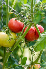 Ripening organic fresh tomatoes plants on a bush. Growing own vegetables in a homestead. Gardening and lifestyle of self-sufficiency.