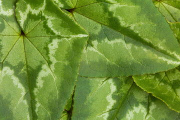Closeup of lush, green, patterned ground cover plant in springtime
