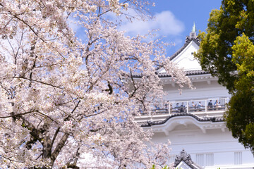 神奈川県小田原市　小田原城と桜の風景