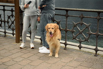 Golden Retriever walking with his owner. Big dog close up.