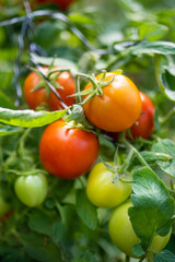 Ripening organic fresh tomatoes plants on a bush. Growing own vegetables in a homestead. Gardening and lifestyle of self-sufficiency.