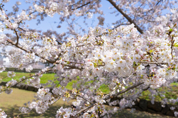 神奈川県小田原市　小田原城と桜の風景