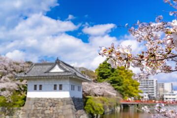 Fototapeta na wymiar 神奈川県小田原市　小田原城と桜の風景