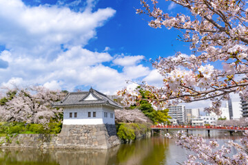 Obraz premium 神奈川県小田原市 小田原城と桜の風景