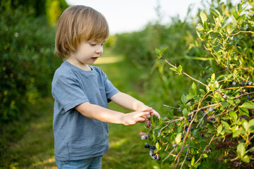 Cute toddler boy picking fresh berries on organic blueberry farm on warm and sunny summer day. Fresh healthy organic food for small kids.