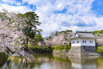 Obraz premium 神奈川県小田原市 小田原城と桜の風景