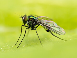 Long legged fly