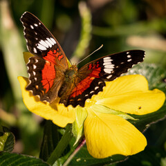 Anartia amathea