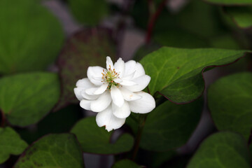 Fototapeta na wymiar 白い八重に咲くドクダミの花