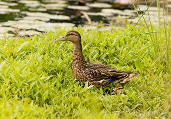 duck in the grass