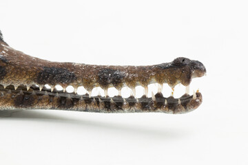 false gharial crocodile (Tomistoma schlegelii) isolated on white background
