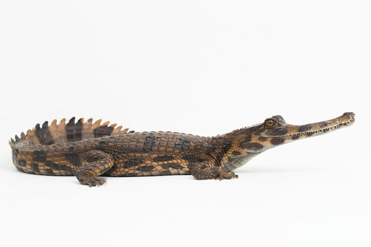 false gharial crocodile (Tomistoma schlegelii) isolated on white background

