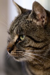 Vertical shot of a beautiful domestic cat portrait on a blurred background