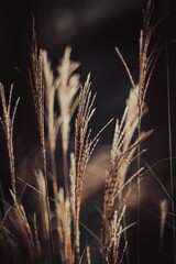 Fototapeta premium Vertical closeup shot of dry grass in the field on a blurred background
