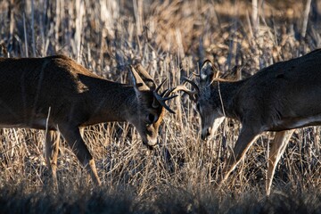 Beautiful deer fighting in a field © Anatoly Ivashchenko1/Wirestock Creators