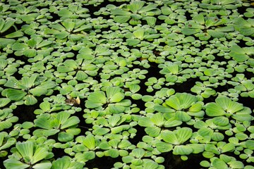 Beautiful view of aquatic plant pistia on water