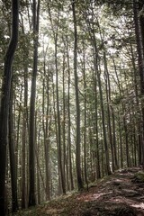 Vertical shot of slightly foggy forest in the German Alps