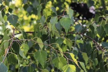 Closeup shot of birch leaves
