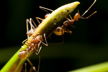 Macro shot of brown ants crawling on a green plant