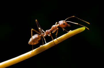 Macro shot of a brown ant crawling on a green plant