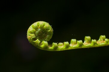 Green spiral plant isolated on a black background