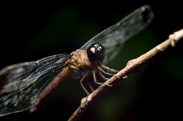 Macro shot of a dragonfly on a wooden twig