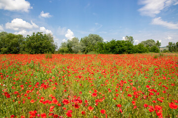 Fototapeta na wymiar A field with blooming red poppies
