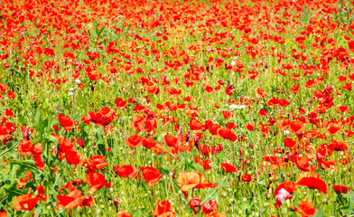 A field with blooming red poppies