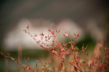 Beautiful view of a herb robert blossom and bud on a blurry background