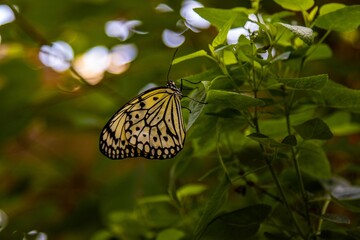 Large tree nymph butterfly perched on a tree leaf in a garden