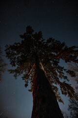 Low angle view of tree under starry sky