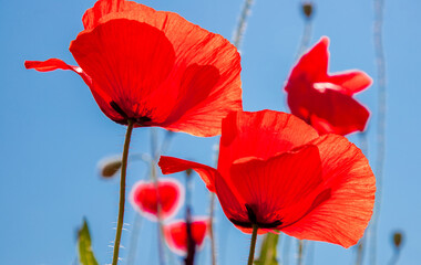 A close-up of red poppy flowers against a blue sky background