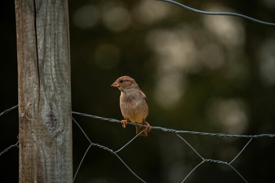 Closeup view of a sparrow perched on a chain-link fencing